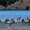 New Zealand, Maori culture