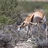 Botswana, Kalahari Transfrontier