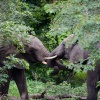 Chobe NP, elephant