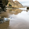 Australtölpel, Cape Kidnappers