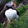 Iceland, Atlantic Puffin, Lundi