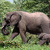 Chobe NP, Elefant