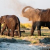 Elephants crossing River