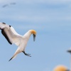 Australasian gannets, Cape Kidnappers