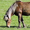 Iceland Horses