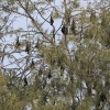 Tonga, Flying Foxes