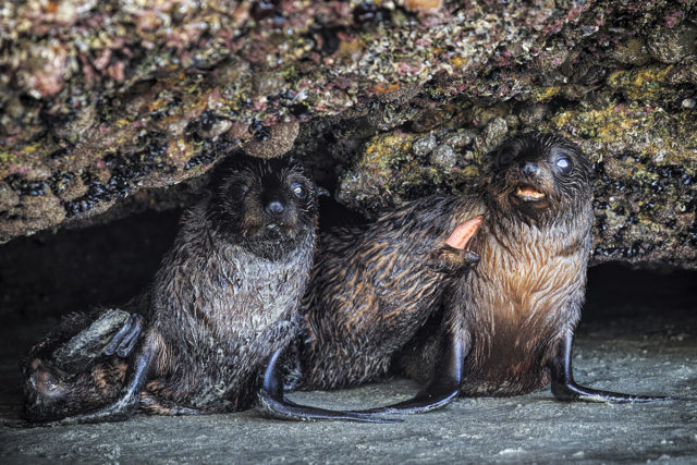 Abel Tasman National Park – Seal Puppy Playground with Dutch Roots
