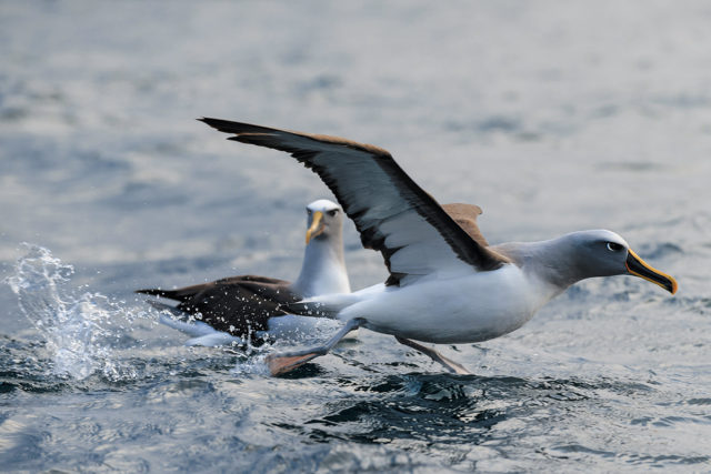 Doubtful Sound – Der Fjord wo Albatrosse steil gehen