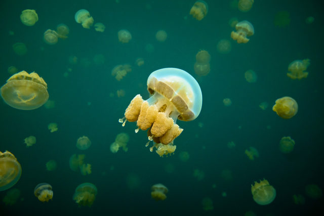 Riesenmuscheln und goldene Quallen – Palau
