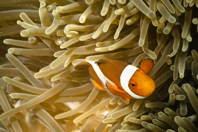 Anemonenfische