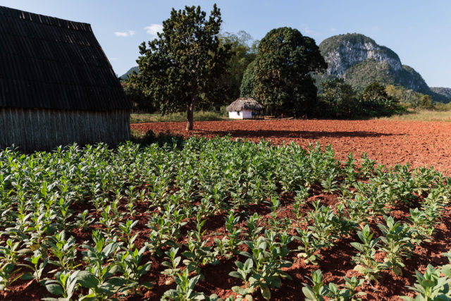 Viñales – Tobacco and Dripstone Caves