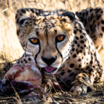 Eine heiße Nacht in Hukuntsi… Geschichten aus der Kalahari-Wüste