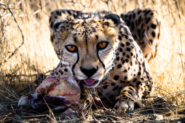 A hot Night in Hukuntsi… Stories from Kalahari Desert
