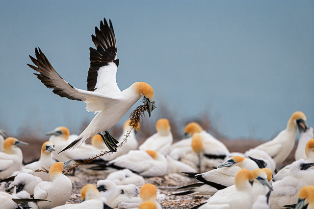 Die Tölpel vom Cape Kidnappers und der Trans-Tasmanische Flug