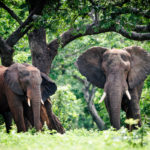 Chobe River – Botswanas Elefantenparadies