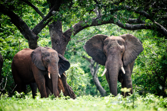 Chobe River – Botswanas Elefantenparadies