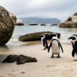 Mit Frack und Brille – Die Pinguine von Simon’s Town
