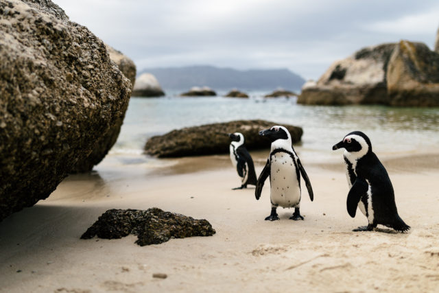 Mit Frack und Brille – Die Pinguine von Simon’s Town