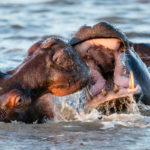 Das Hippo Baby von St. Lucia