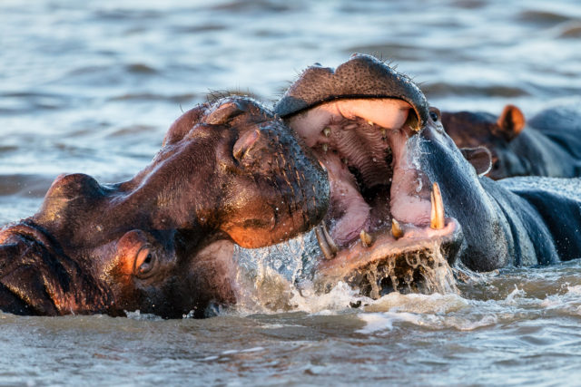 Das Hippo Baby von St. Lucia
