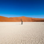 Die Bäume vom Deadvlei – Versteinerte Zeugen der Wüste Namib