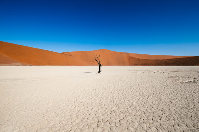 The Trees of Deadvlei – Petrified Witnesses of Namib Desert