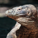 Meeting the Saurians – The Dragons of Komodo