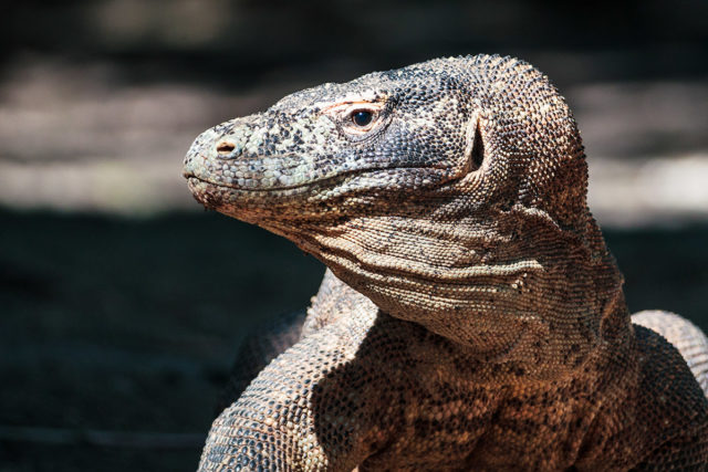 Im Auge des Drachen – Die Warane von Komodo