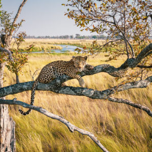 Leopard im Okavango Delta