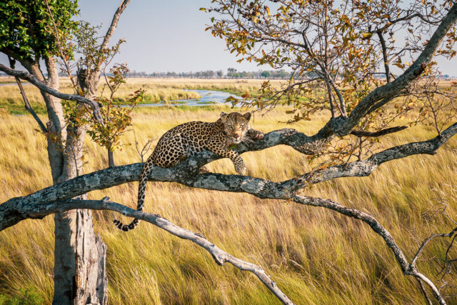 Kalahari and Okavango – Landscapes and Wildlife of southern Africa