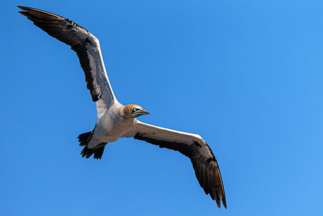 Lamberts Bay – The Cape Gannets of South Africa
